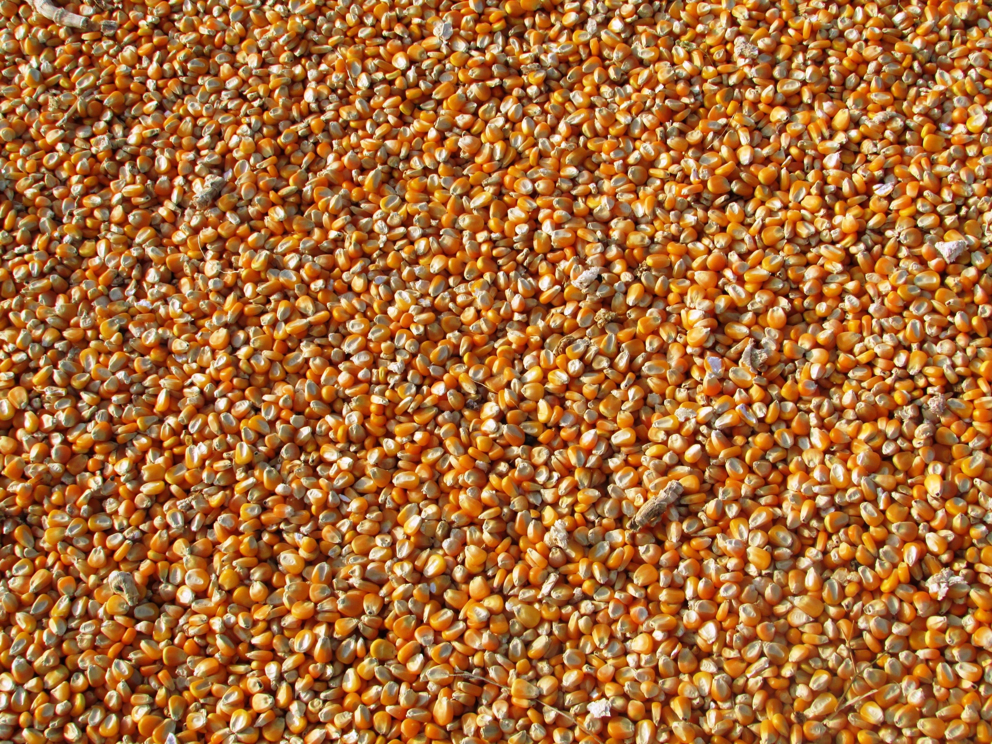 corn-dried-corn-seeds-food-60507